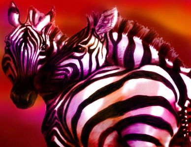 Two zebras with vibrant purple and pink hues against a warm, glowing background.