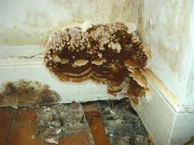 Damp, Wet Rot and Dry Rot - extensive spread