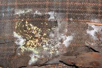 Dry Rot Fungus in Carpet