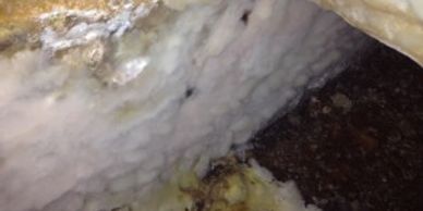 Fungus in Wood work and Brickwork