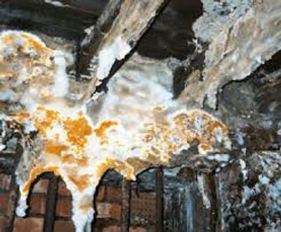 Dry Rot in Floor Joists
