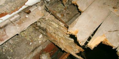 Rotten timber floor boards