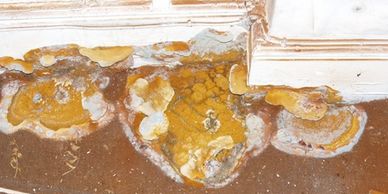 Dry rot spread