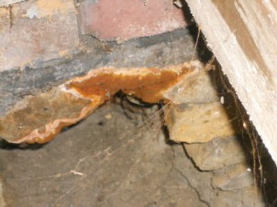 Dry Rot Liverpool