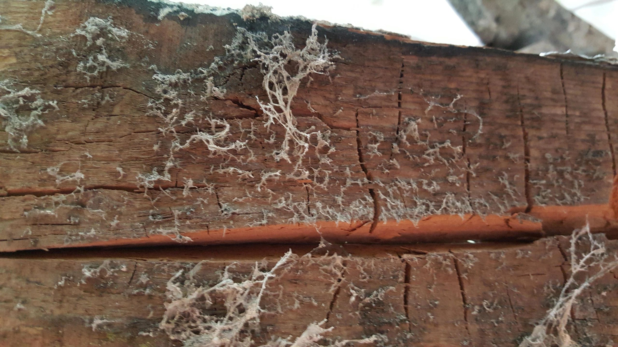 6 Signs to Spot Dry Rot? - Liverpool Dry Rot | Liverpool Dry Rot