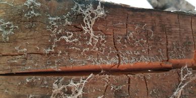 Dry rot Liverpool
