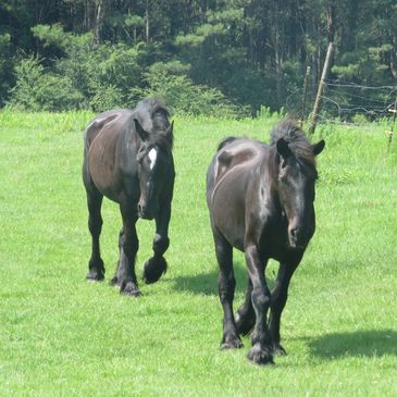 2 black Percheron geldings walking in green pasture 