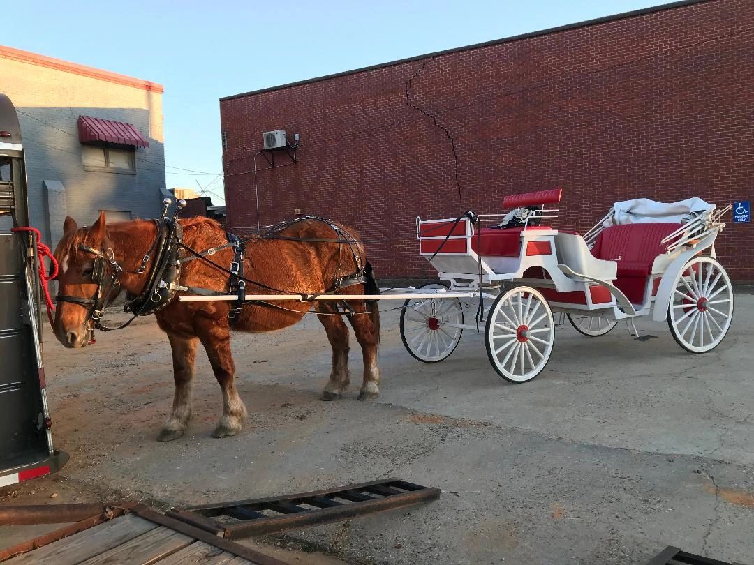 Suffolk Punch draft horse mare harnessed and hitched to a white vis-a-vis carriage