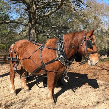 Chestnut Suffolk Punch mare in harness