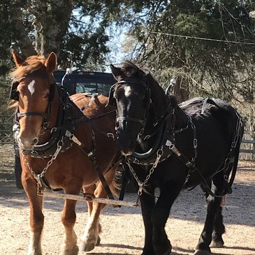 Chestnut Suffolk Punch mare (L) and black Percheron mare (R)  harnessed and hitched together