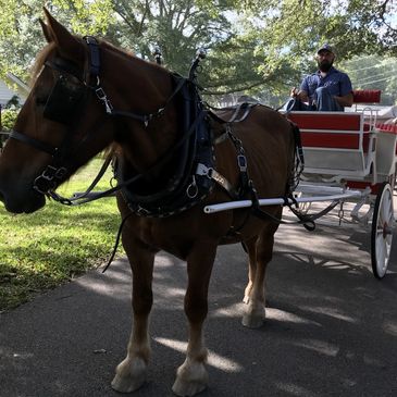 Chestnut Suffolk Punch mare Duchess hooled to white vis-a-vis