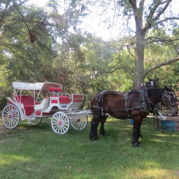 Team of black Percheron geldings hitched to a white vis-a-vis carriage