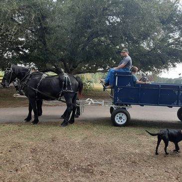Team of black Percheron geldings hitched to a blue hitch wagon