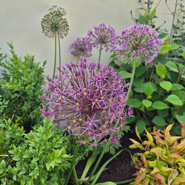Purple allium flowers blooming in a garden bed with green foliage.