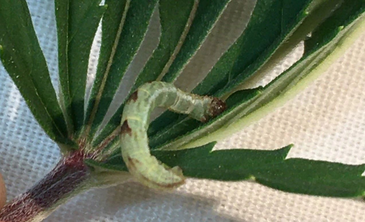 Lepidoptera larva on hemp plant (Cannabis sativa)