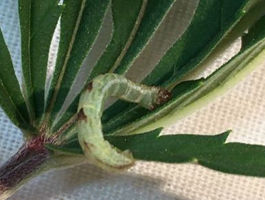Lepidopteran larva on hemp (Cannabis sativa)