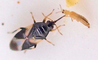 Adult pirate bug (Orius species) attacking a thrips