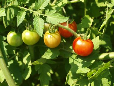 Tomato fruits ripening on plant