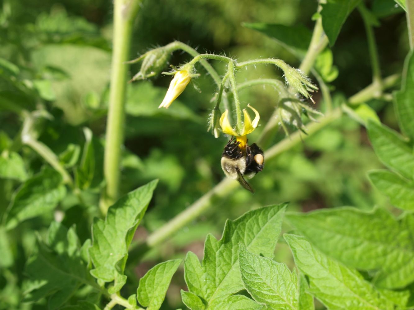 Bumble bee pollinating tomato flower