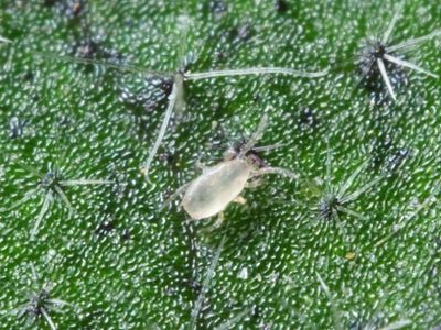 Neoseiulus californicus (formerly known as Amblyseius californicus)