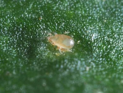 Neoseiulus cucumeris  adult on leaf