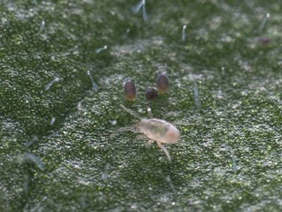 Amblyseius swirskii on a leaf
