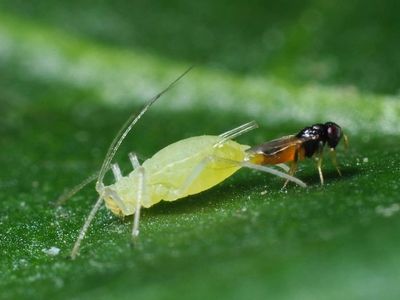 Aphelinus abdominalis female ovipositing in an aphid