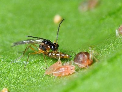 Aphidius colemani adult female attacking an aphid