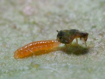 Larval stage of Aphidoletes aphidimyza (aphid midge) attacking an aphid