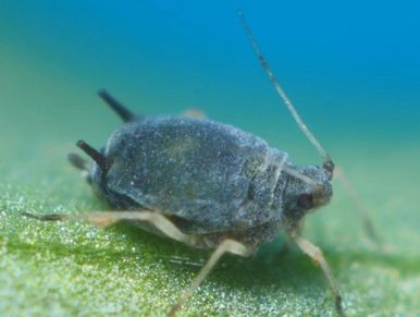 Aphis gossypii aptera