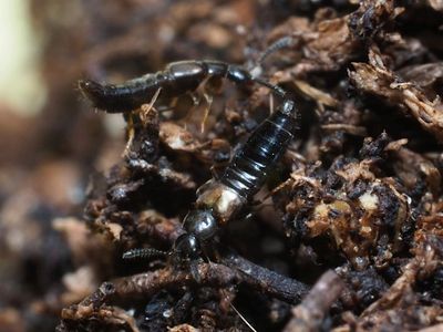 Adults of Dalotia coriaria (formerly known as Atheta coriaria)