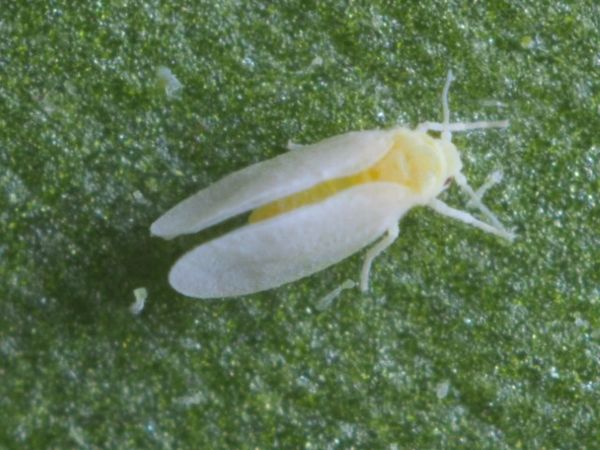 Adult of sweet potato whitefly (Bemisia tabaci), viewed from above
