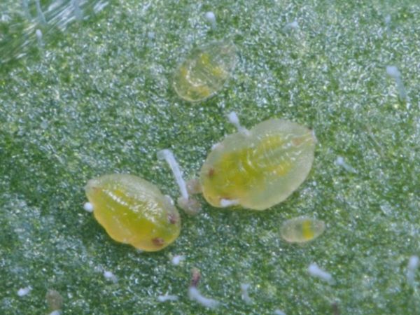 Pupal stage of sweet potato whitefly (Bemisia tabaci)