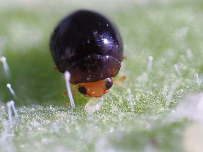 Delphastus adult consuming a whitefly