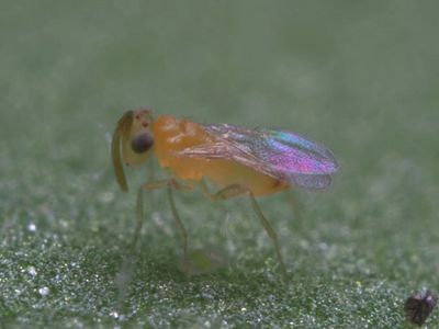 Eretmocerus eremicus adult female