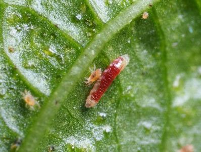 Larval stage of the predatory midge Feltiella acarisuga in a spider mite colony