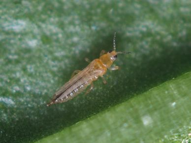 Frankliniella occidentalis adult