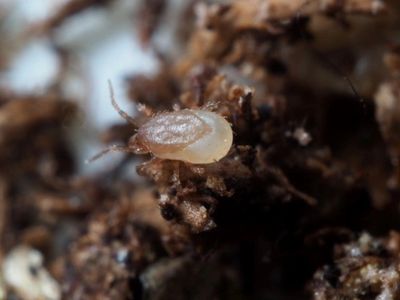 Adult of Stratiolaelaps scimitus (formerly known as Hypoaspis miles)