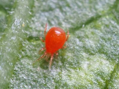 Adult of Phytoseiulus persimilis (predator of spider mites)