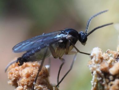 Male Sciarid fly (fungus gnat)