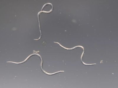 Steinernema feltiae (as viewed under a microscope)