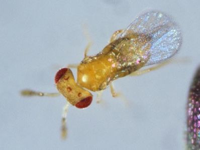 Adult Trichogramma wasp