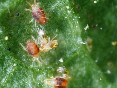 Two-spotted spider mites (Tetranychus urticae) adults and immatures