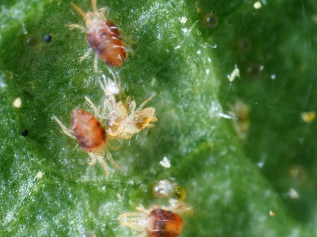 Two-spotted spider mites (Tetranychus urticae) adults and immatures