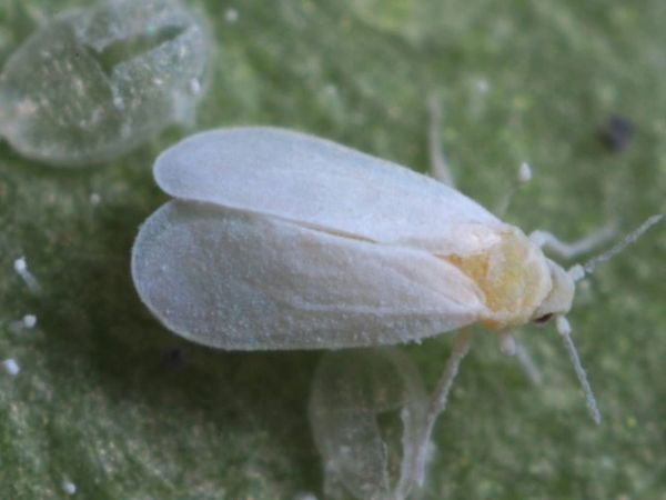 Adult greenhouse whitefly (Trialeurodes vaporariorum), viewed from above