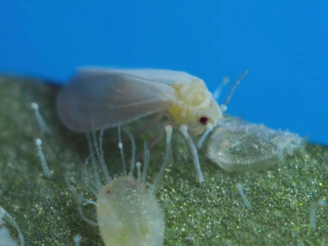 Greenhouse whitefly (Trialeurodes vaporariorum ) adult and immatures