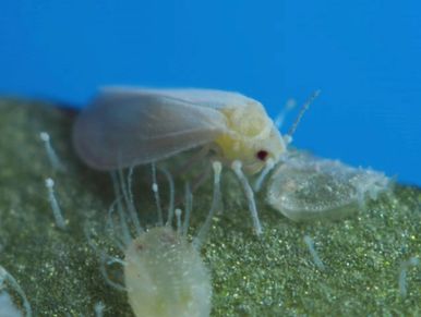 Greenhouse whiteflies (Trialeurodes vaporariorum)