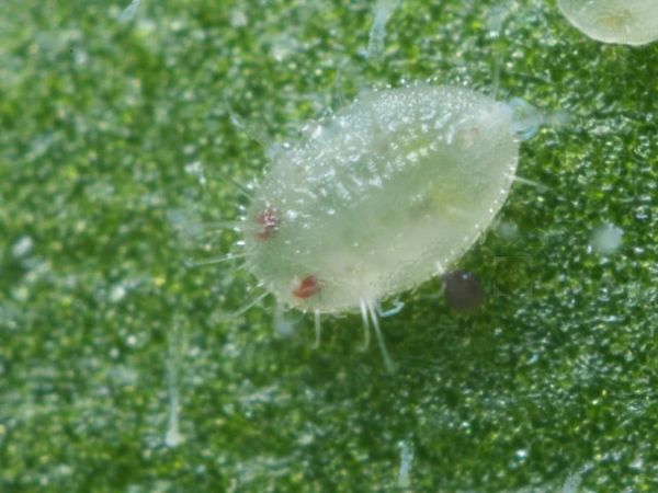 Pupal stage of greenhouse whitefly (Trialeurodes vaporariorum), showing long marginal hairs (seta