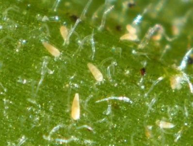 Tomato russet mite (Aculops lycopersici)