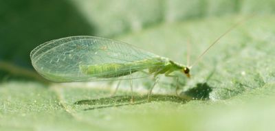 Adult chrysopid (green lacewing) on a leaf